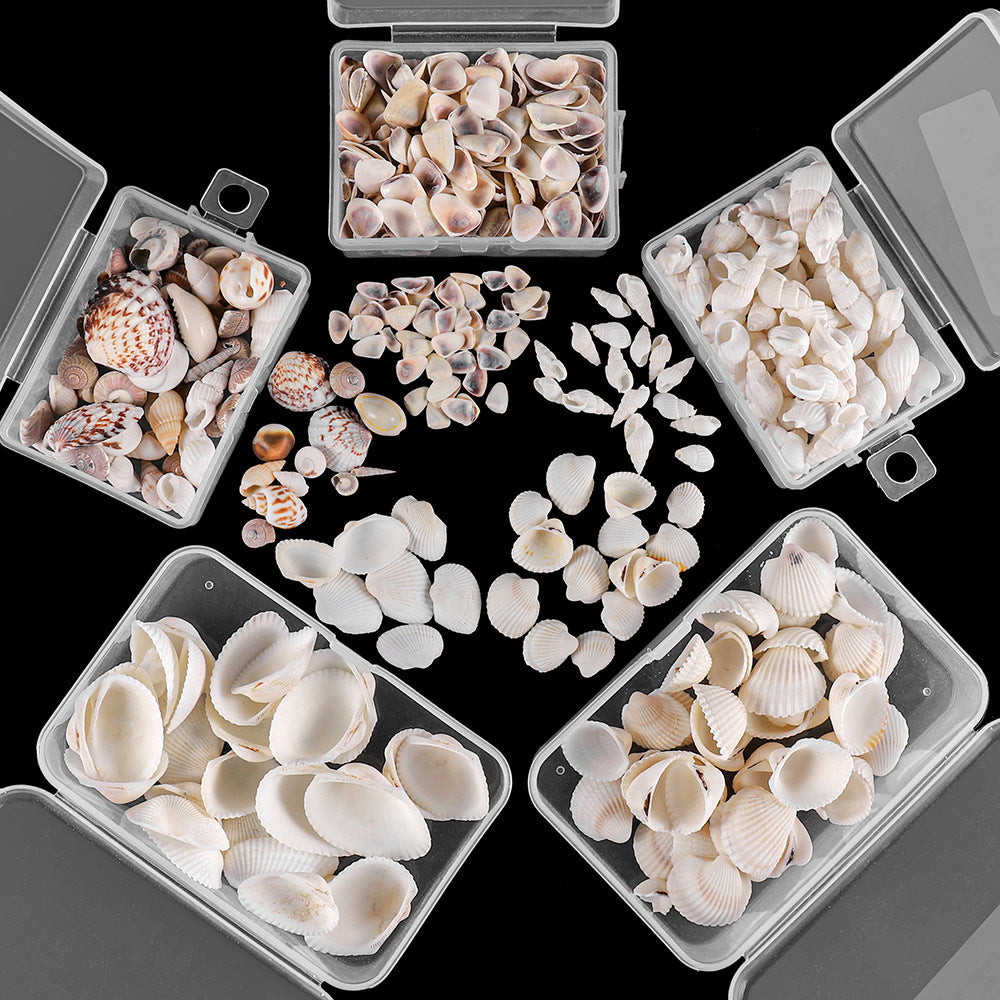 Al por mayor 100 piezas/paquete de caracolas de concha de concha natural/paquete